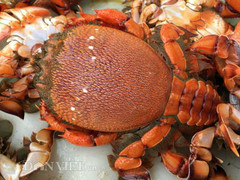 Tận mắt xem chợ 'đệ nhất cua biển huỳnh đế' ở miền Trung