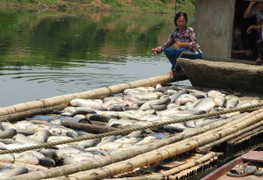 Cá chết trắng ở Thanh Hóa: Sẽ khởi tố vụ án hình sự