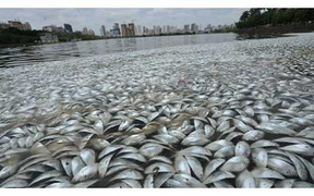 Trung Quốc: 35 tấn cá lạ chết trắng mặt hồ chưa rõ nguyên nhân