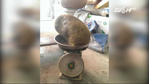 Video: Lại phát hiện ‘cát lợn’ nặng 2,8kg gây xôn xao dư luận