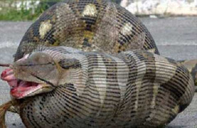 Phát hiện ‘quái thú’ khổng lồ nặng 100 kg, đẻ hàng trăm quả trứng