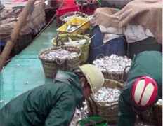 Sự thật thông tin thủy hải sản chết trắng ở biển Thái Bình