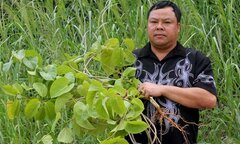 'Thần dược' chữa khỏi bệnh thoái hoá xương khớp, gút