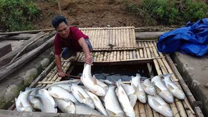 Ảnh: Cá chết trắng bè, cả khúc sông Bưởi ảm đạm thê lương