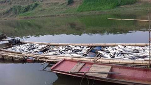 Cá chết hàng loạt trên sông Bưởi: Thảm cảnh xảy ra chỉ trong một đêm