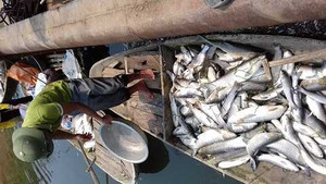 Video: Dân khóc nấc, vuốt ve cá chết trên sông Bưởi giữa đêm khuya