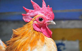 Nhà giàu Hà Nội nuôi gà 'quý tộc' giá hàng chục triệu đồng trên sân thượng