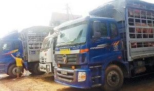 Xe chở lợn ách tắc ở cửa khẩu Trung Quốc; Dây chuyền giết mổ 'bán xới' vì chưa có hồi âm