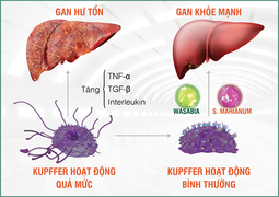 'Sát thủ giấu mặt' khiến gan đổ bệnh