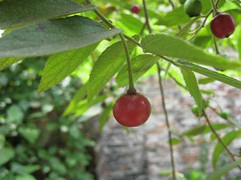 Quả cây trứng cá, 'thần dược' dễ tìm ngay ven đường