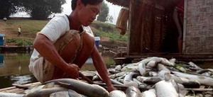 Cá chết hàng loạt trên sông Bưởi: Công ty xả thải tiếp tục nhận án phạt