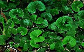 Tác dụng phụ đáng sợ của rau má