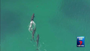 Video: Bầy cá voi truy sát cá mập nghiệt ngã