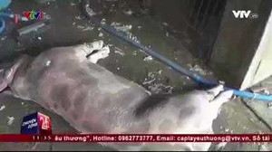 Clip: Theo chân cảnh sát triệt phá hàng loạt cơ sở gom heo chết đi tiêu thụ
