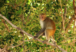 Kinh hoàng cảnh đàn khỉ lạ hàng trăm con càn quét hoa màu
