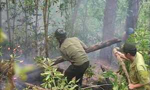 Cháy hàng chục ha rừng ở Quảng Ngãi