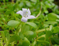 Tác dụng kỳ diệu của cây Bacopa với trí não