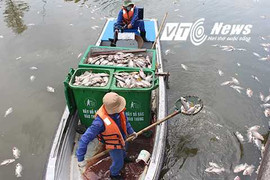 Công bố nguyên nhân hơn 14 tấn cá chết trên kênh Nhiêu Lộc