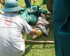 3 đơn vị xả thải ô nhiễm sông Bưởi bị phạt nặng