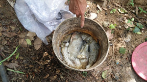 Đầu độc cá chết hàng loạt chỉ vì một bữa nhậu