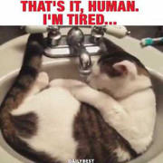 ‘Cười không nhặt được mồm’ với những chú mèo lười nhất quả đất