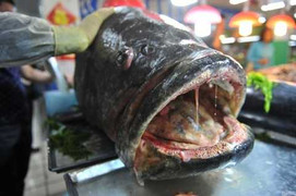 Bắt được cá mú miệng rộng, nặng hơn 105kg