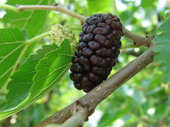 Cây dâu tằm: 'Tiên dược' trời ban không phải ai cũng biết