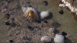 Tìm thấy chất diệt ung thư cực mạnh từ loài sên biển