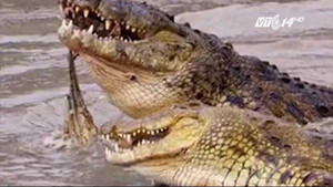 Hy hữu: 3 con cá sấu sông Nile ăn thịt người đột nhiên xuất hiện ở Mỹ