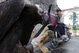 Nhà giàu Việt bỏ trăm triệu mua đại bàng vàng Mông Cổ