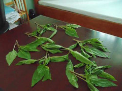 Cả gia đình bị kích động cười khóc, chửi bới vì ăn rau lạ