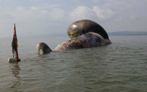 Xác cá voi hàng chục tấn dạt vào bờ biển Nghệ An