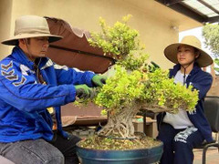Bằng Kiều khoe ảnh cùng bạn gái Hoa hậu chăm sóc vườn bonsai tiền tỷ ở Mỹ