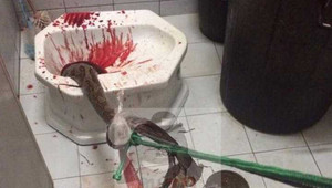 Clip: Kinh hãi trăn dài 4m chui lên từ bồn cầu, cắn ‘chỗ hiểm’ của người đàn ông