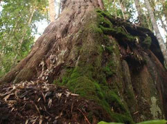 Kinh ngạc khu rừng Pơmu khổng lồ trên dãy Ngọc Linh