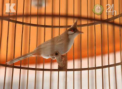 Ngắm chim cảnh giá cả gia tài của 'dân chơi' Hà Thành