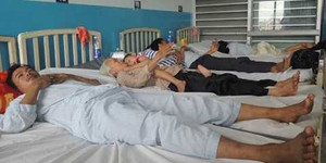 Tưởng ăn trăn, hóa ăn thịt con nưa, cả nhà ngộ độc