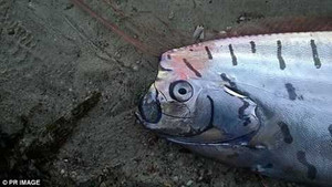 Phát hiện 'thủy quái' dài 3 mét