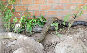 Làm rõ nguồn gốc cặp rắn 60 kg nghi là hổ mây ở An Giang