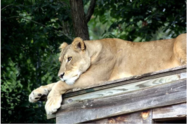 Sư tử chết vì nắng nóng trong khu bảo tồn Mỹ