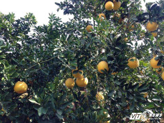 Ngắm đồi bưởi Tết sai trĩu cành của nông dân Bắc Giang