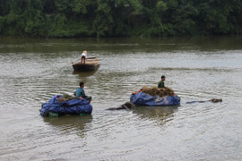 Xe trâu vượt lũ sông Ngàn Sâu cõng lúa về nhà