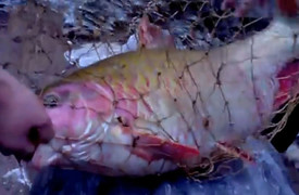 Video: Câu được cá quý hiếm khổng lồ trên thượng nguồn sông Đà