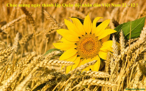 Những tấm thiệp ý nghĩa chúc mừng Ngày Quân đội Nhân dân Việt Nam 22/12