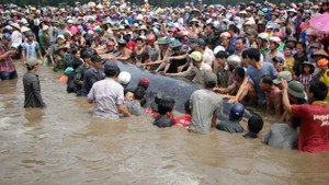 Vì sao liên tục xuất hiện cá voi dạt vào bờ biển Nghệ An?