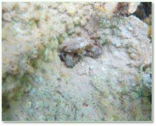 Cận cảnh đáy biển miền Trung bị hủy diệt sau sự cố môi trường