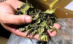 Nhận biết lá khat - loại ma túy cực độc