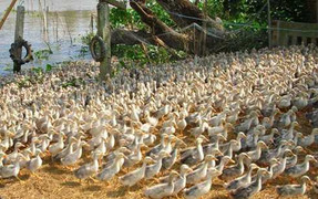 Rùng mình xác hàng trăm con gà bệnh bị vứt la liệt dưới kênh