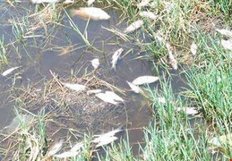 Cá chết trắng mặt nước 'tố' nhà máy sô đa xả thải chui