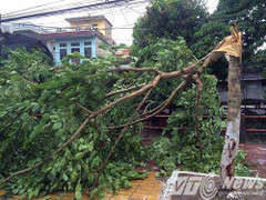 Bão số 1 sắp đổ bộ vào đất liền: Thái Bình gió giật cấp 10, cây đổ la liệt